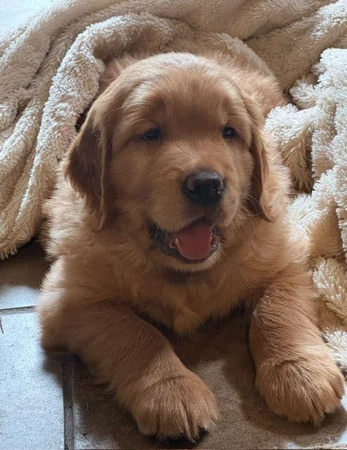 Golden Retriever Puppies media 5