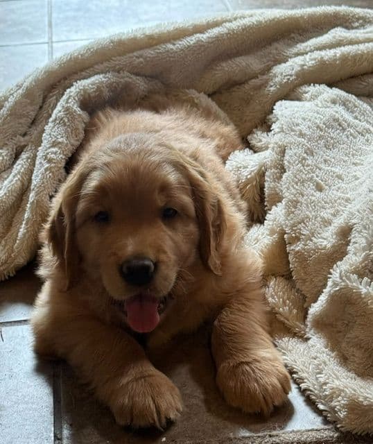 Golden Retriever Puppies media 3