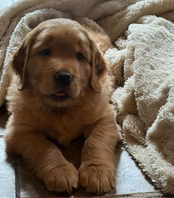 Golden Retriever Puppies media 4