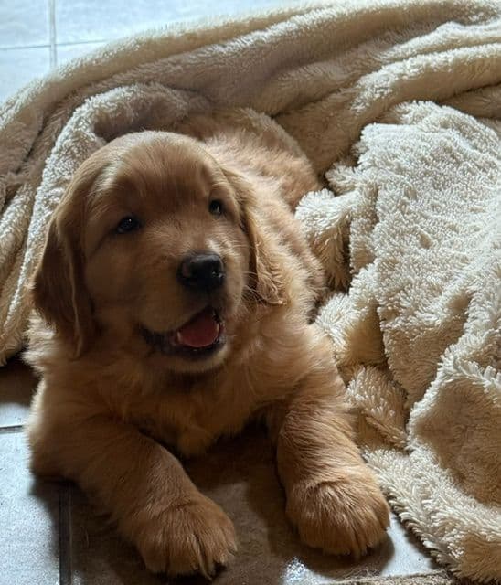 Golden Retriever Puppies media 10