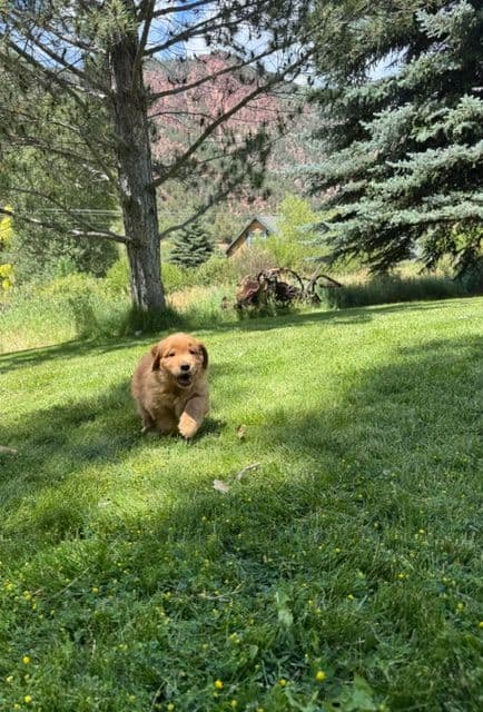 Golden Retriever Puppies media 9