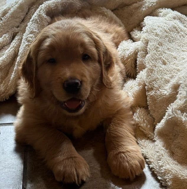 Golden Retriever Puppies media 7