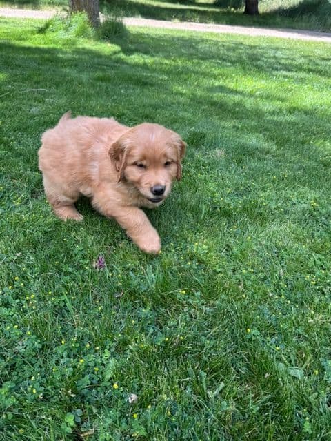 Golden Retriever Puppies media 12