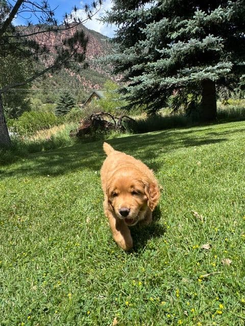 Golden Retriever Puppies media 11