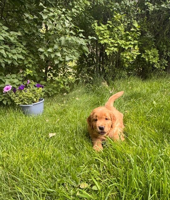 Golden Retriever Puppies media 15
