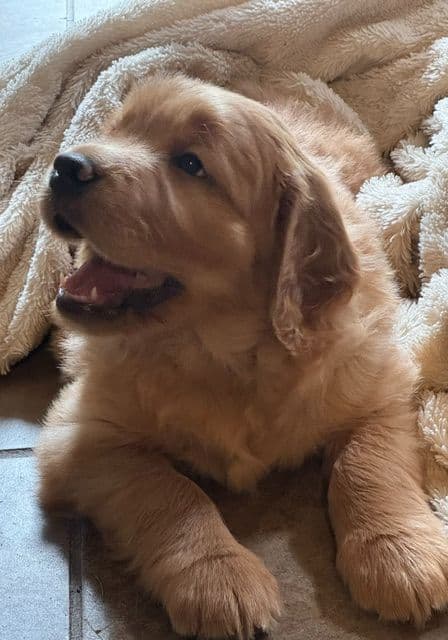 Golden Retriever Puppies media 13