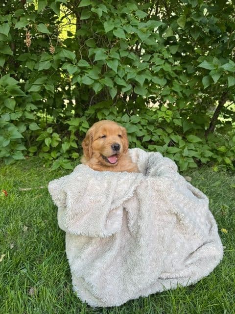 Golden Retriever Puppies media 14