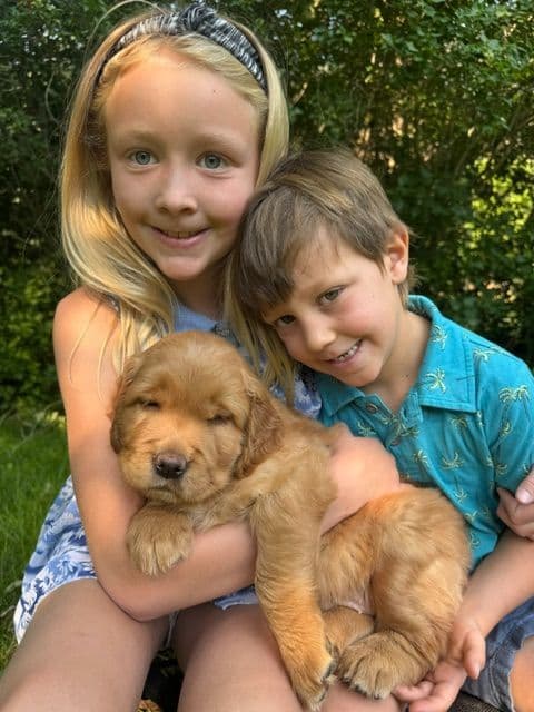 Golden Retriever Puppies breeder image 2