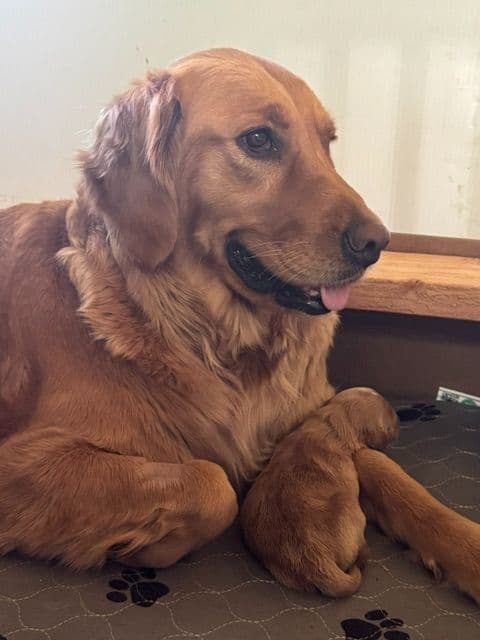 Golden Retriever Puppies media 16