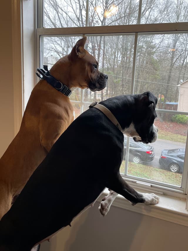 Boxer Puppies media 2
