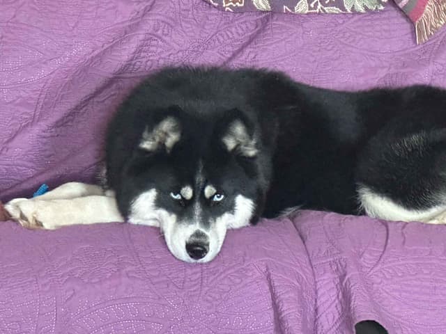 Siberian Husky Puppies media 4