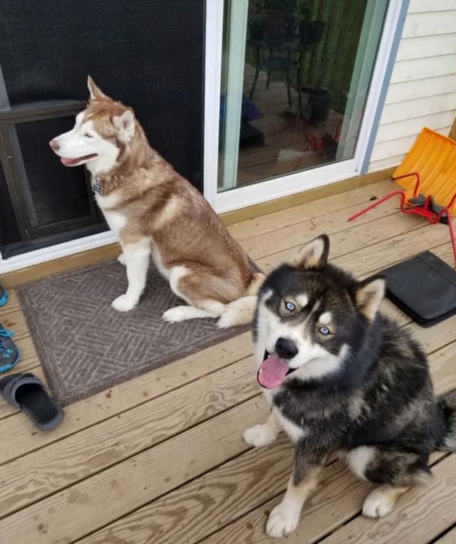 Siberian Husky Puppies media 8