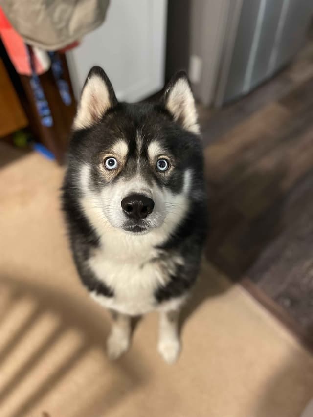 Siberian Husky Puppies media 7