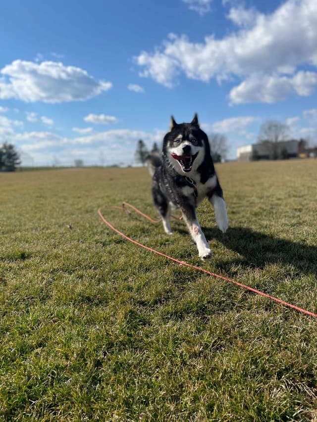 Siberian Husky Puppies media 10