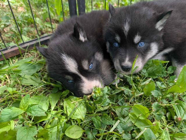Siberian Husky Puppies media 2