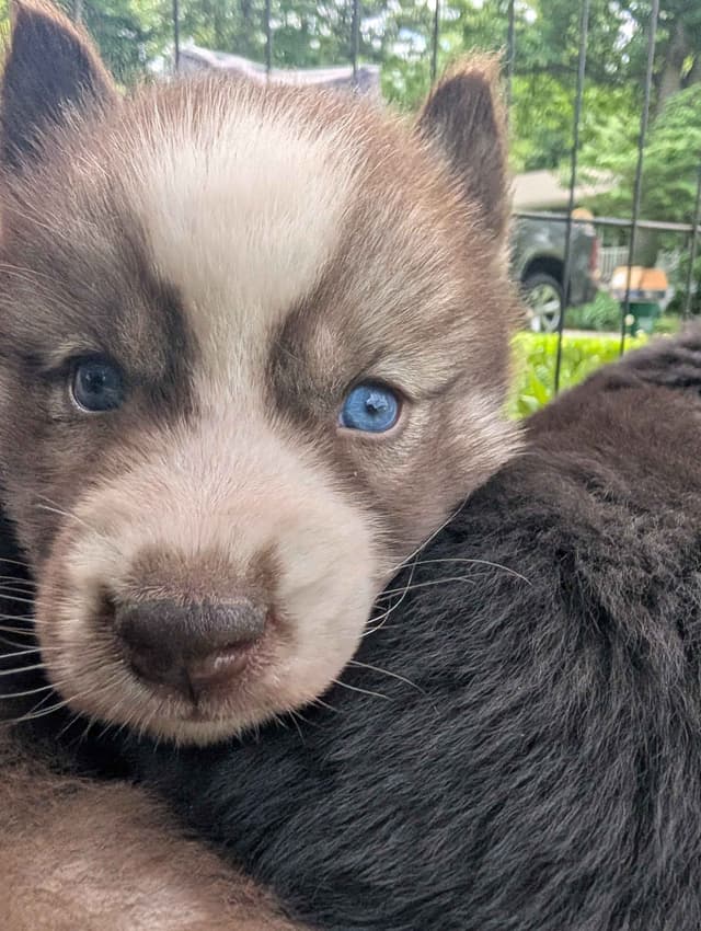 Siberian Husky Puppies media 3