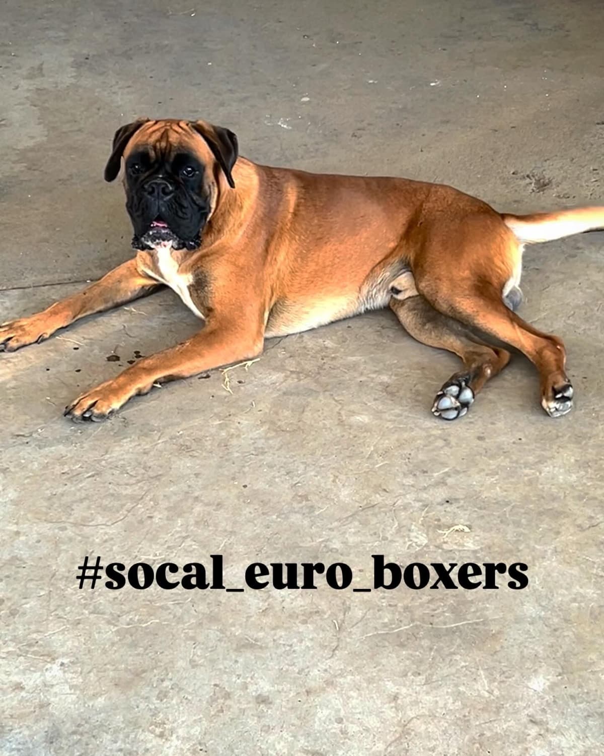 Boxer Puppies breeder image 1