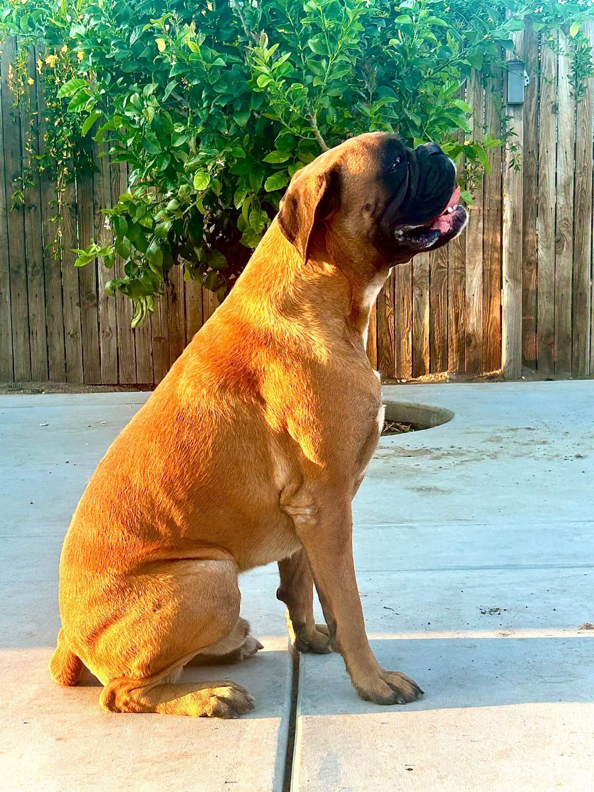 Boxer Puppies breeder image 3