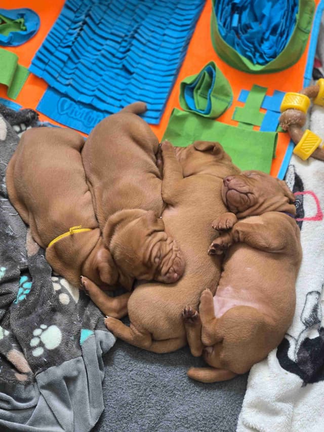 Vizsla Puppies media 3