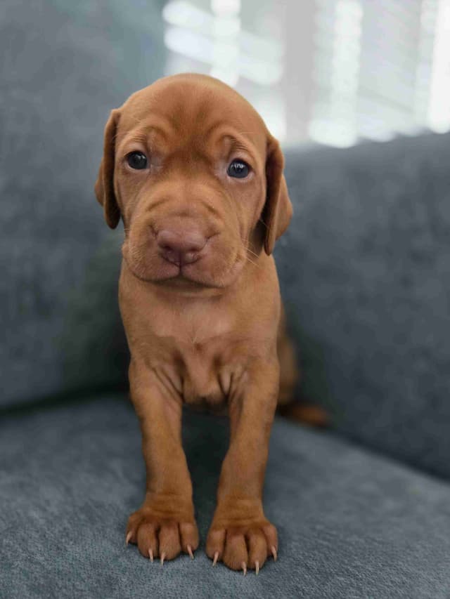 Vizsla Puppies media 4