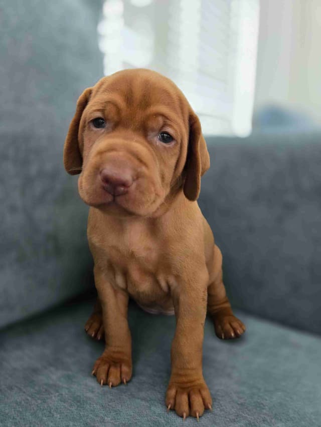 Vizsla Puppies media 5