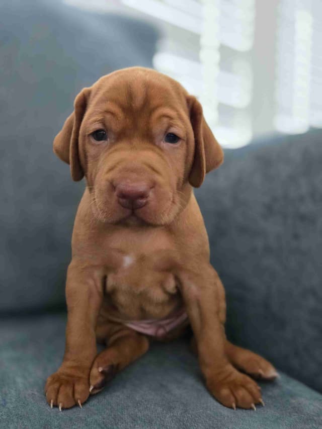 Vizsla Puppies media 6