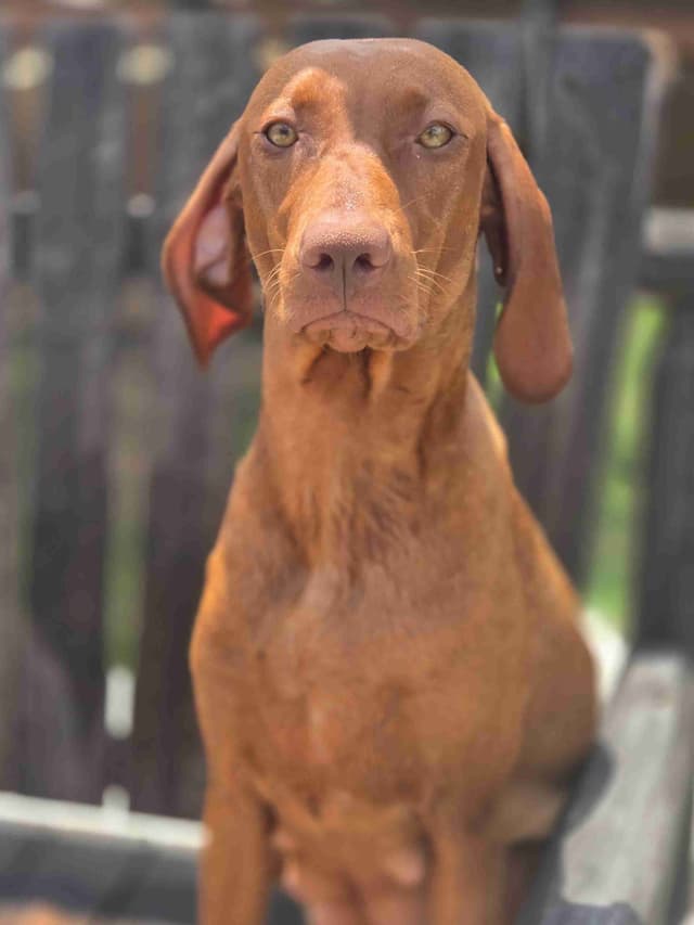 Vizsla Puppies media 2