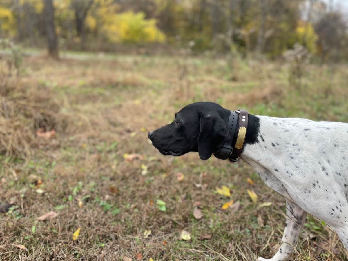 German Shorthaired Pointer Puppies breeder image 1
