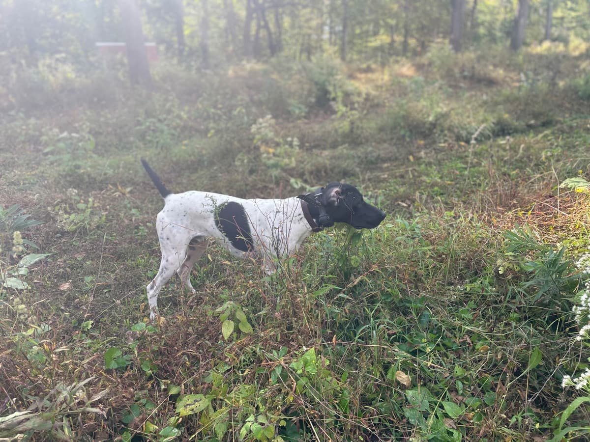 German Shorthaired Pointer Puppies breeder image 3