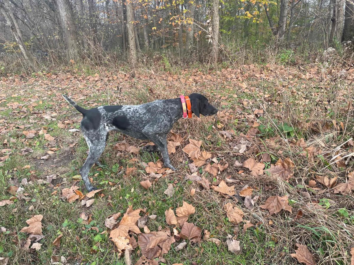 German Shorthaired Pointer Puppies breeder image 4
