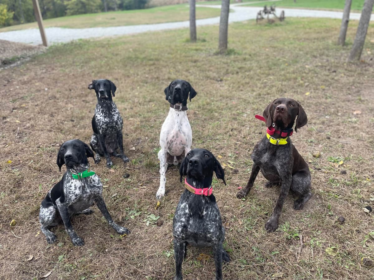 German Shorthaired Pointer Puppies breeder image 5