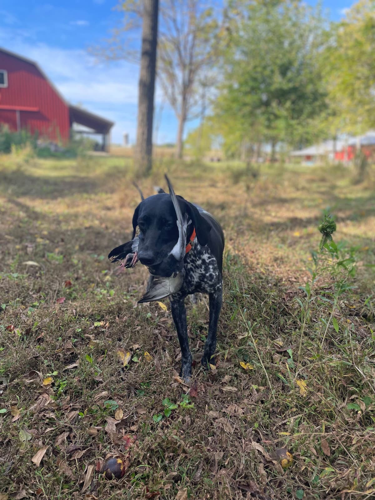 German Shorthaired Pointer Puppies breeder image 6