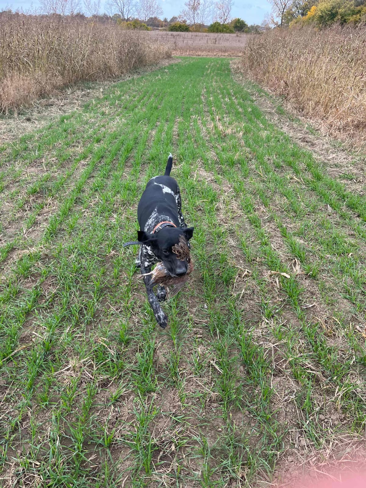 German Shorthaired Pointer Puppies breeder image 7