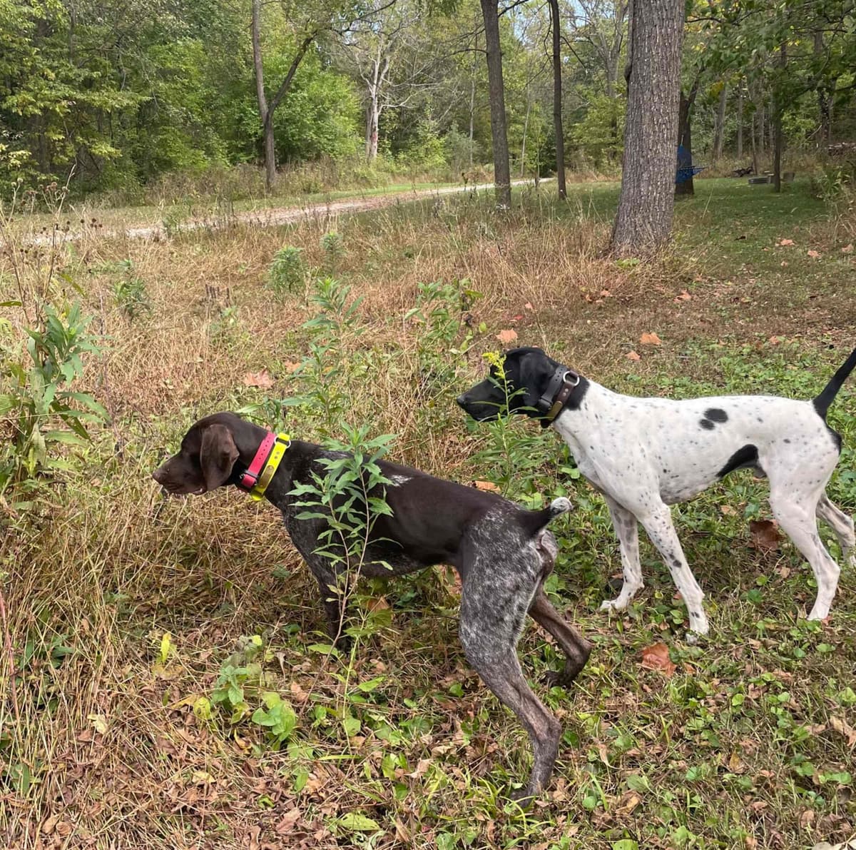 German Shorthaired Pointer Puppies breeder image 8