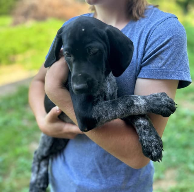 German Shorthaired Pointer Puppies media 4