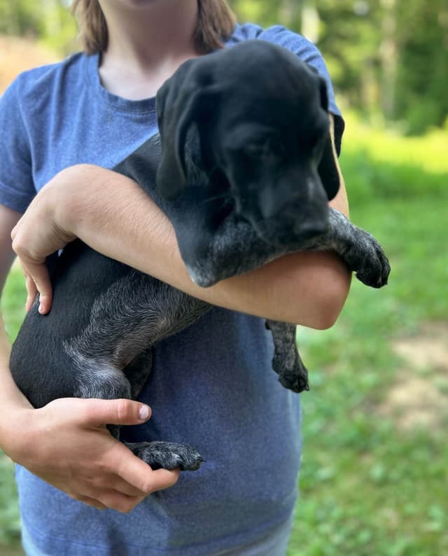 German Shorthaired Pointer Puppies media 5