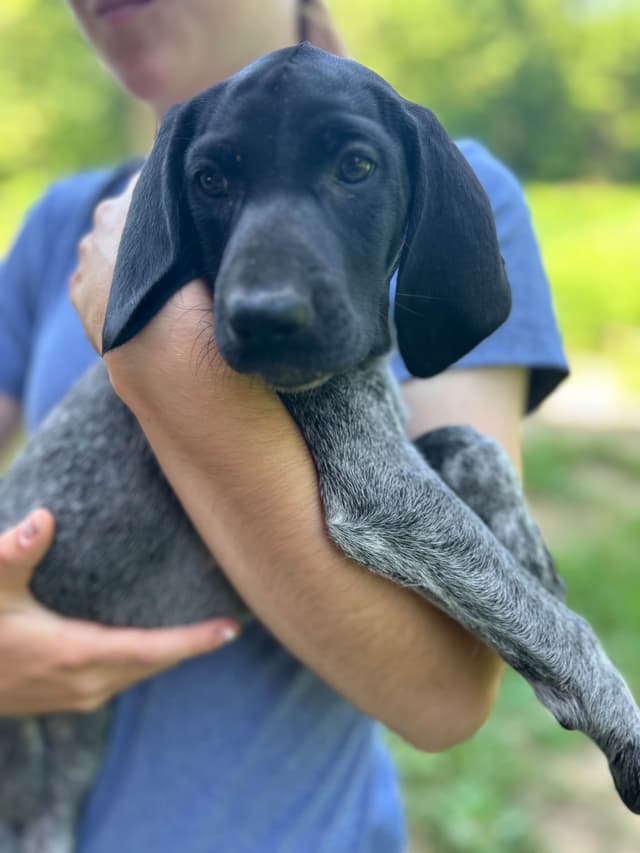 German Shorthaired Pointer Puppies media 6