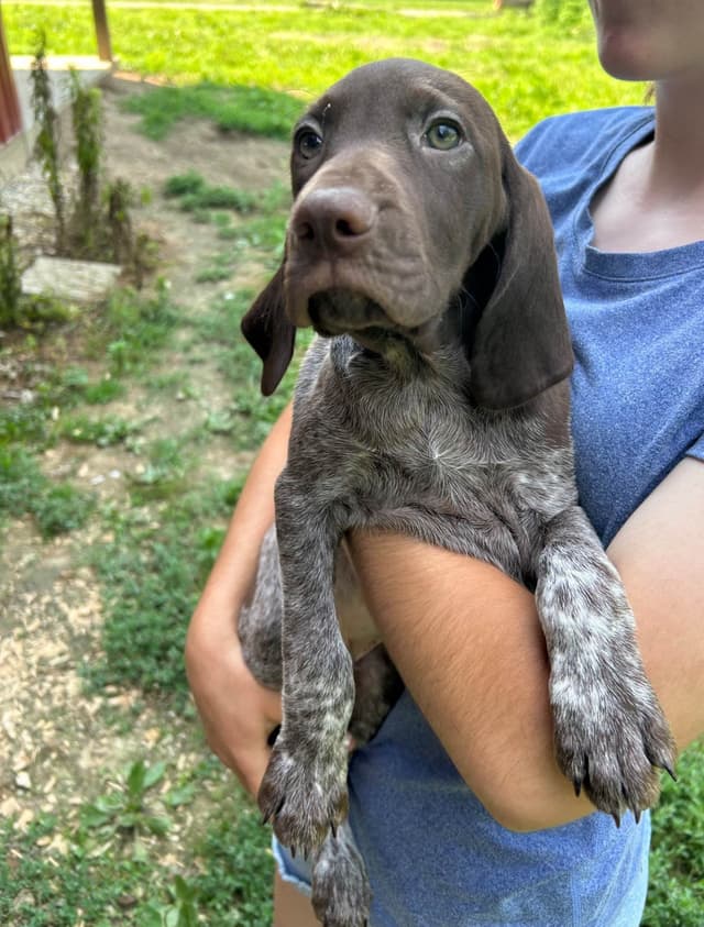 German Shorthaired Pointer Puppies media 7