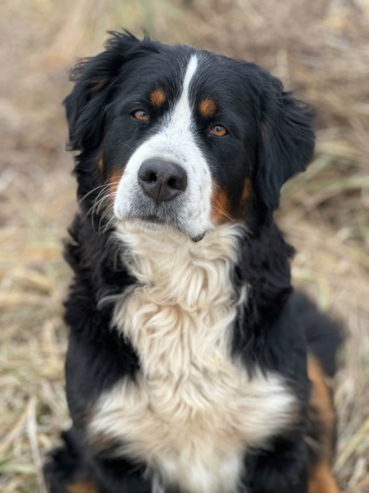 Bernese Mountain Dog Puppies breeder image 1
