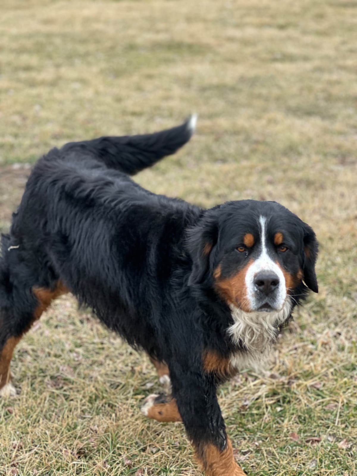 Bernese Mountain Dog Puppies breeder image 2
