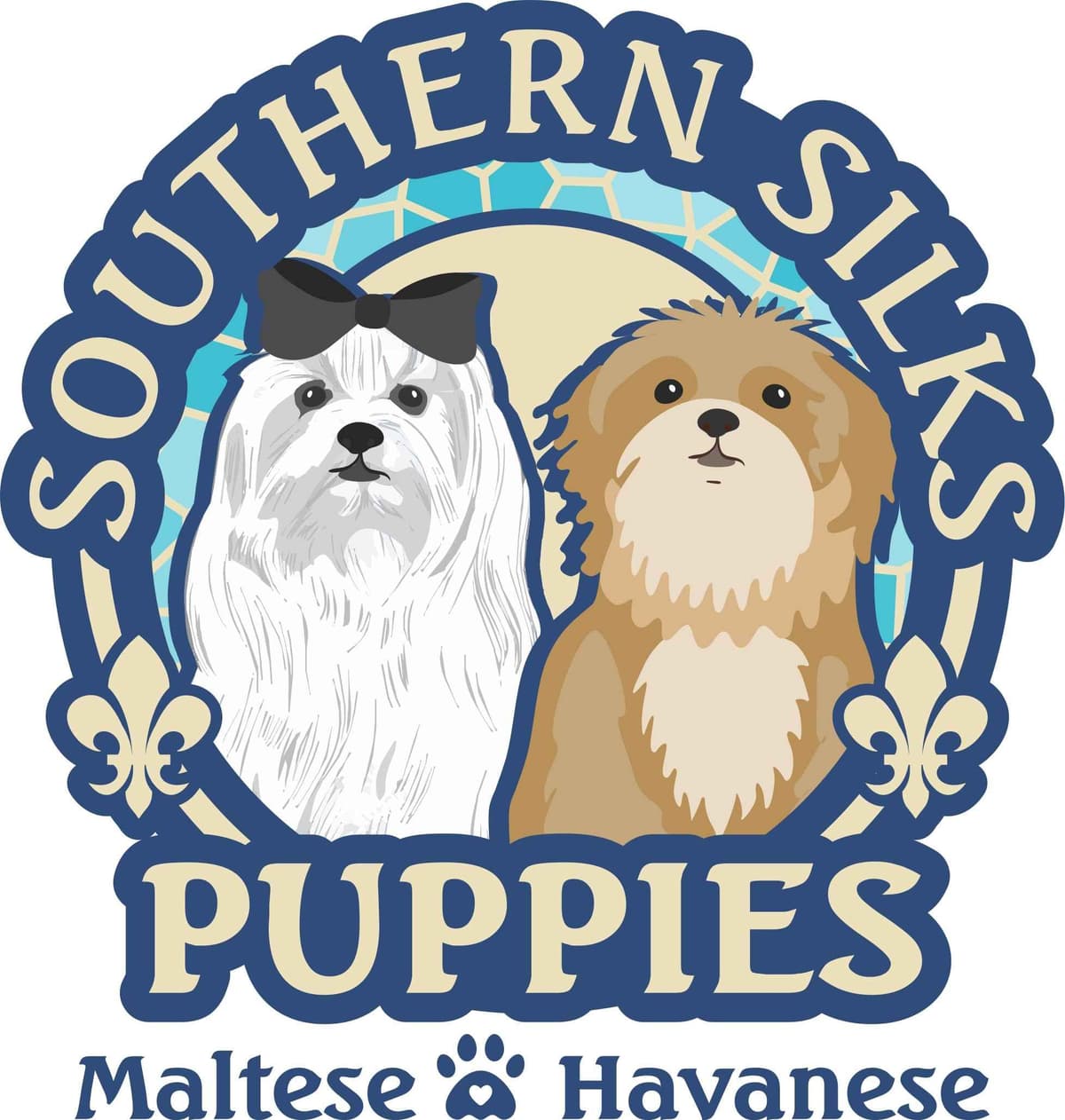 Havanese Puppies breeder image 1