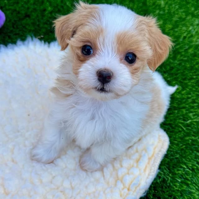 Havanese Puppies media 2