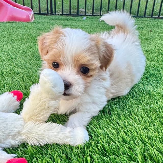 Havanese Puppies media 3