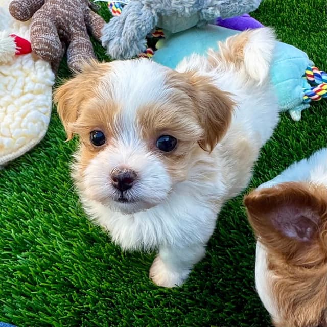 Havanese Puppies media 4