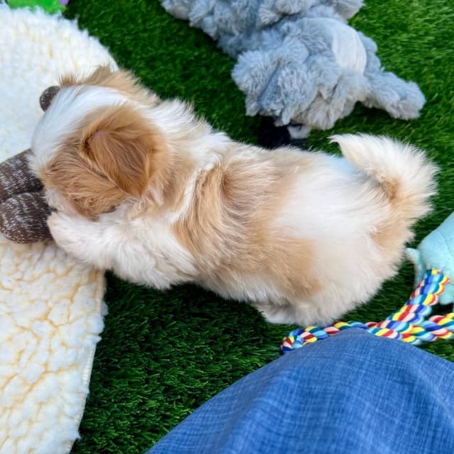 Havanese Puppies media 5