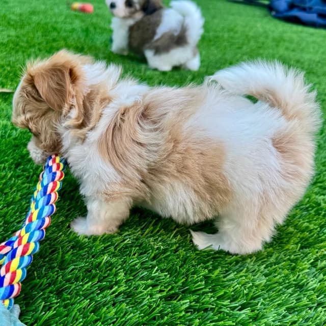 Havanese Puppies media 6