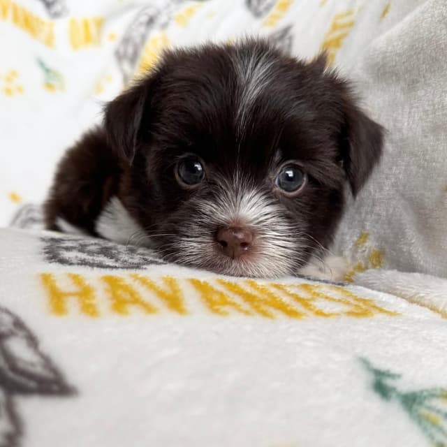 Havanese Puppies media 3