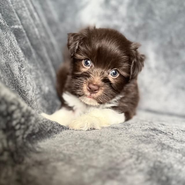 Havanese Puppies media 4