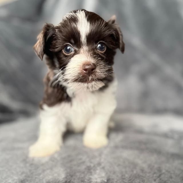 Havanese Puppies media 5