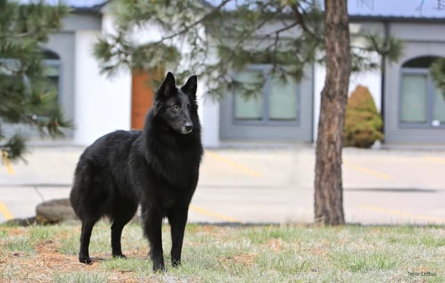 Belgian Sheepdog Puppies avail mid July 2026 media 2